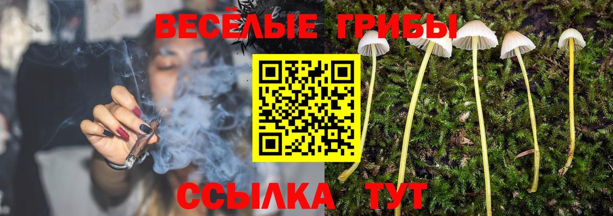Псилоцибиновые грибы Psilocybine cubensis Саров